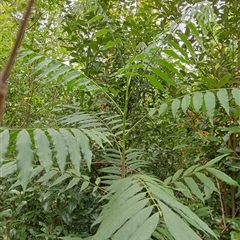 Unverified at suppressed - suppressed