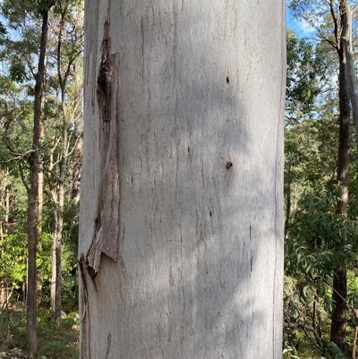 Unverified Gum Tree at Coolagolite, NSW - 6 Nov 2024 by timharmony