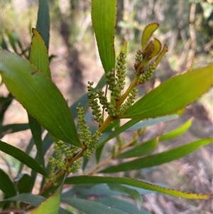 Acacia obtusifolia at Coolagolite, NSW - 6 Nov 2024