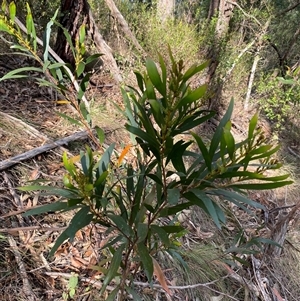 Acacia obtusifolia at Coolagolite, NSW - 6 Nov 2024