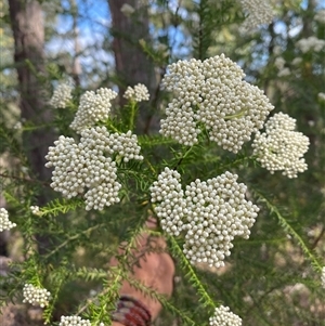 Ozothamnus diosmifolius at Coolagolite, NSW - 6 Nov 2024