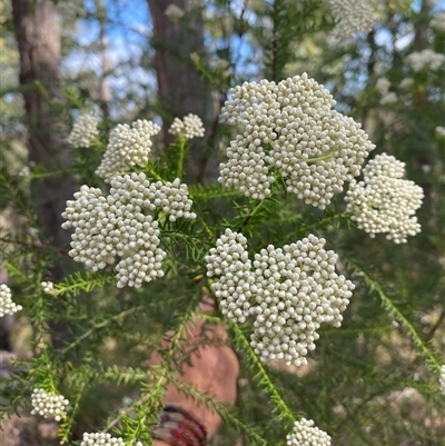 Ozothamnus diosmifolius (Rice Flower, White Dogwood, Sago Bush) at Coolagolite, NSW - 6 Nov 2024 by timharmony