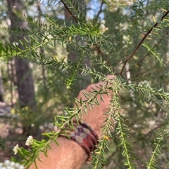 Ozothamnus diosmifolius at Coolagolite, NSW - 6 Nov 2024