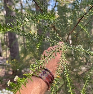 Ozothamnus diosmifolius at Coolagolite, NSW - 6 Nov 2024 05:06 PM