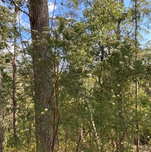 Ozothamnus diosmifolius at Coolagolite, NSW - 6 Nov 2024