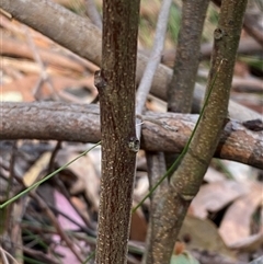 Ozothamnus diosmifolius at Coolagolite, NSW - 6 Nov 2024 05:06 PM