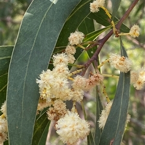 Acacia falciformis (Broad-leaved Hickory) at Coolagolite, NSW by timharmony