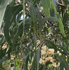 Acacia falciformis at Coolagolite, NSW - 6 Nov 2024 05:08 PM