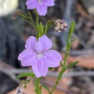 Coopernookia barbata (Purple Coopernookia) at Coolagolite, NSW by timharmony