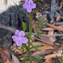 Coopernookia barbata at Coolagolite, NSW - 12 Nov 2024 04:18 PM