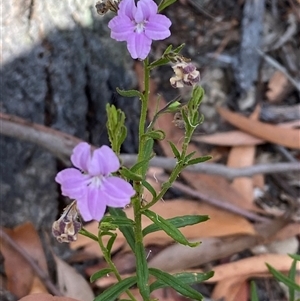 Coopernookia barbata at Coolagolite, NSW - 12 Nov 2024 04:18 PM