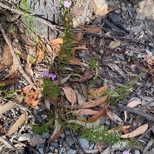 Coopernookia barbata at Coolagolite, NSW - 12 Nov 2024 04:18 PM