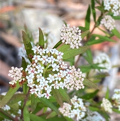 Platysace lanceolata (Shrubby Platysace) at Coolagolite, NSW - 12 Nov 2024 by timharmony