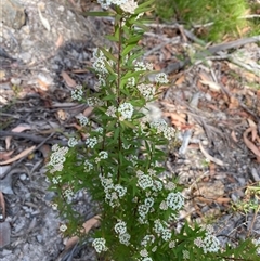 Platysace lanceolata at Coolagolite, NSW - 12 Nov 2024