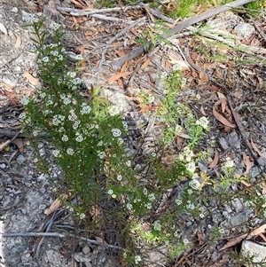 Platysace lanceolata at Coolagolite, NSW - 12 Nov 2024