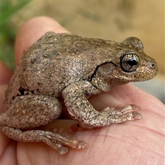 Unidentified Frog at Coolagolite, NSW - 13 Nov 2024 by timharmony