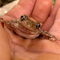 Litoria peronii at Coolagolite, NSW - 14 Nov 2024