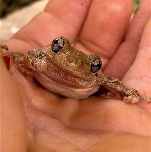 Litoria peronii at Coolagolite, NSW - 14 Nov 2024 09:18 AM