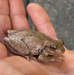 Litoria peronii at Coolagolite, NSW - 14 Nov 2024 09:18 AM