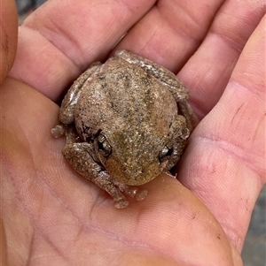 Litoria peronii at Coolagolite, NSW - 14 Nov 2024 09:18 AM