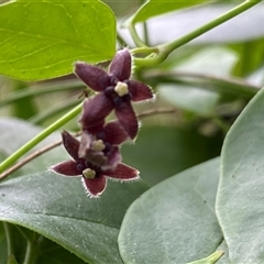 Unidentified Climber or Mistletoe at Coolagolite, NSW - 19 Nov 2024 by timharmony