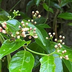 Gynochthodes jasminoides at Coolagolite, NSW - 19 Nov 2024