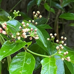 Gynochthodes jasminoides at Coolagolite, NSW - 19 Nov 2024