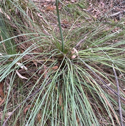 Xanthorrhoea concava (Grass Tree) at Coolagolite, NSW - 19 Nov 2024 by timharmony