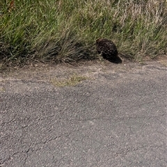 Tachyglossus aculeatus at Brownlow Hill, NSW - 16 Oct 2024 02:52 PM