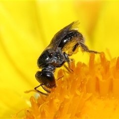 Lasioglossum (Chilalictus) sp. (genus & subgenus) at Acton, ACT - 20 Nov 2024 by TimL