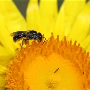 Lasioglossum (Homalictus) sphecodoides at Acton, ACT - 21 Nov 2024 10:55 AM