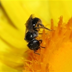 Lasioglossum (Homalictus) sphecodoides at Acton, ACT - 21 Nov 2024