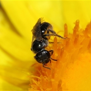 Lasioglossum (Homalictus) sphecodoides at Acton, ACT - 21 Nov 2024 10:55 AM