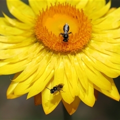 Lasioglossum (Homalictus) sphecodoides at Acton, ACT - 21 Nov 2024