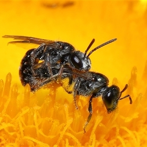 Lasioglossum (Homalictus) sphecodoides (Furrow Bee) at Acton, ACT by TimL