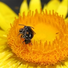 Lasioglossum (Homalictus) sphecodoides at Acton, ACT - 21 Nov 2024