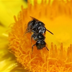 Lasioglossum (Homalictus) sphecodoides at Acton, ACT - 21 Nov 2024