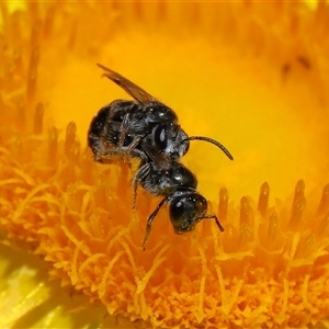 Lasioglossum (Homalictus) sphecodoides at Acton, ACT - 21 Nov 2024