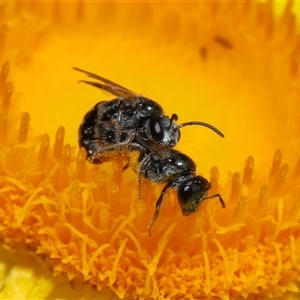 Lasioglossum (Homalictus) sphecodoides at Acton, ACT - 21 Nov 2024