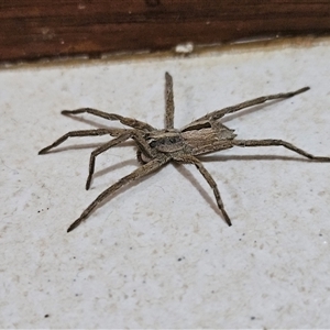 Argoctenus sp. (genus) at Hawker, ACT - 21 Nov 2024