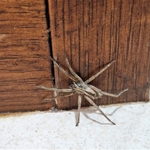 Argoctenus sp. (genus) at Hawker, ACT - 21 Nov 2024