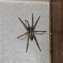 Argoctenus sp. (genus) at Hawker, ACT - 21 Nov 2024