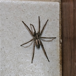 Argoctenus sp. (genus) at Hawker, ACT - 21 Nov 2024