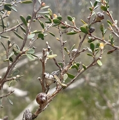 Leptospermum myrtifolium at Tinderry, NSW - 20 Nov 2024 by JaneR