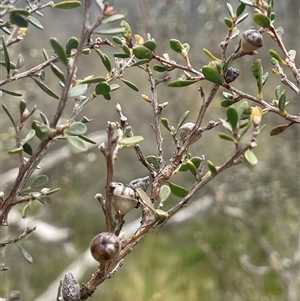 Leptospermum myrtifolium at Tinderry, NSW - 20 Nov 2024