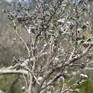 Leptospermum myrtifolium at Tinderry, NSW - 20 Nov 2024