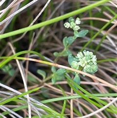 Poranthera microphylla at Tinderry, NSW - 20 Nov 2024 by JaneR