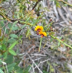 Daviesia ulicifolia at Tinderry, NSW - 20 Nov 2024 by JaneR