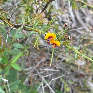 Daviesia ulicifolia subsp. ruscifolia (Broad-leaved Gorse Bitter Pea) at Tinderry, NSW by JaneR