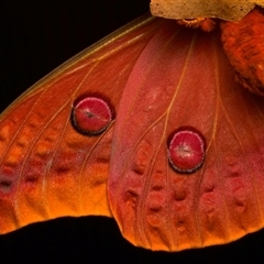 Austrocaligula loranthi at Bulli, NSW - 21 Nov 2024 09:21 PM